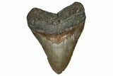 Fossil Megalodon Tooth - North Carolina #358923-1